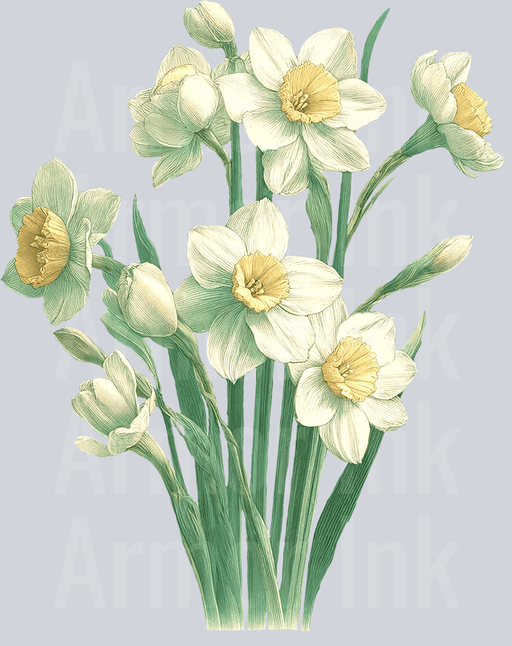 Narcissus